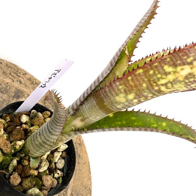 現品) ビルベルギア 'アポカリプス' (No.62275) (観葉植物 おしゃれ
