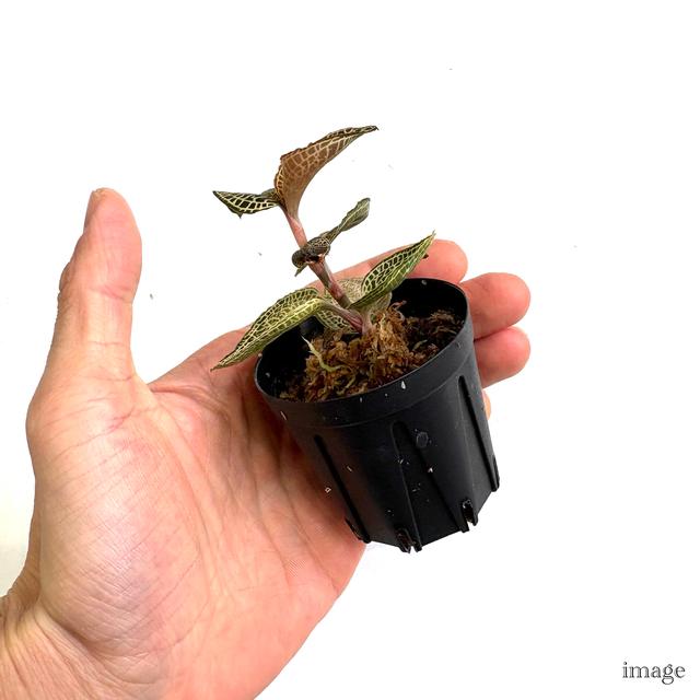 アネクトキルス ロクスバーギー 'ホワイトゴールド' (ジュエル