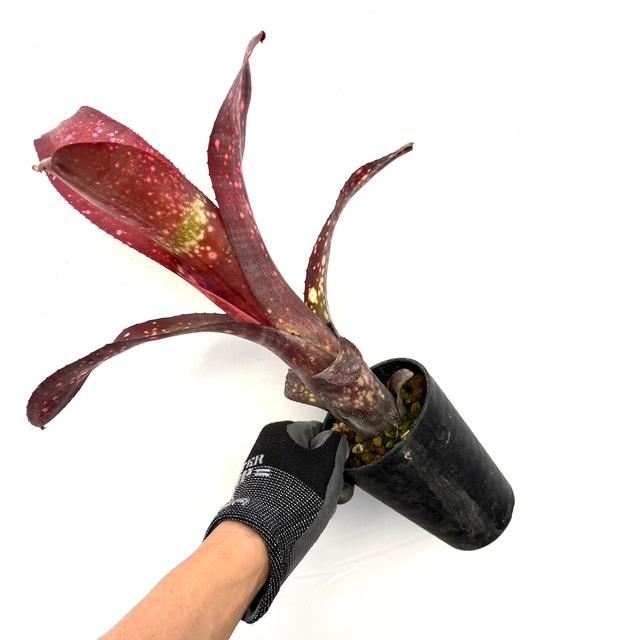 Billbergia Carrone's Black 子株3株付き 現品) ビルベルギア 'キャロンズ ブラック' (No.62280) (タンク