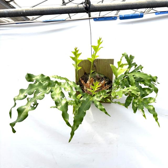現品) ドリナリア クエルシフォリア (No.62281) (観葉植物 おしゃれ