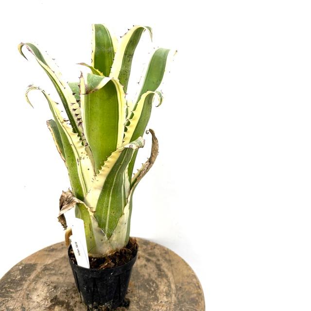 現品) ホヘンベルギア 'カーラ' (No.62294) (観葉植物 おしゃれ 壁掛け