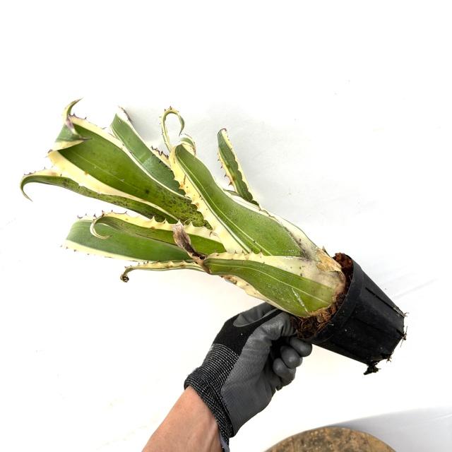 現品) ホヘンベルギア 'カーラ' (No.62294) (観葉植物 おしゃれ 壁掛け