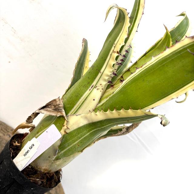 ホヘンベルギア　カーラ　親子株！　3株　レア 楽天市場】（観葉植物）一点物 ホヘンベルギア カーラ 3．5号（1株