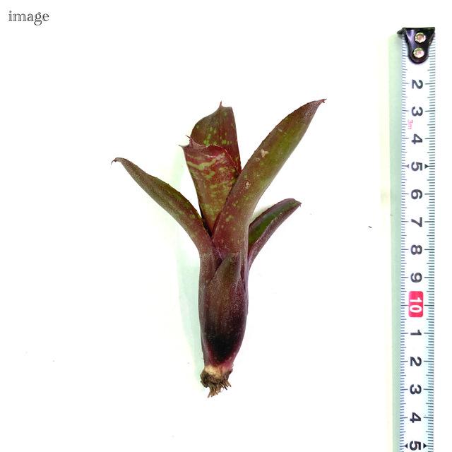 ネオレゲリア 'ダルタニオン' カット苗 (観葉植物 おしゃれ