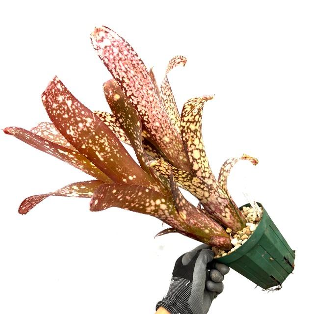 現品) ビルベルギア 'タルボットイブ' (No.62332) (観葉植物