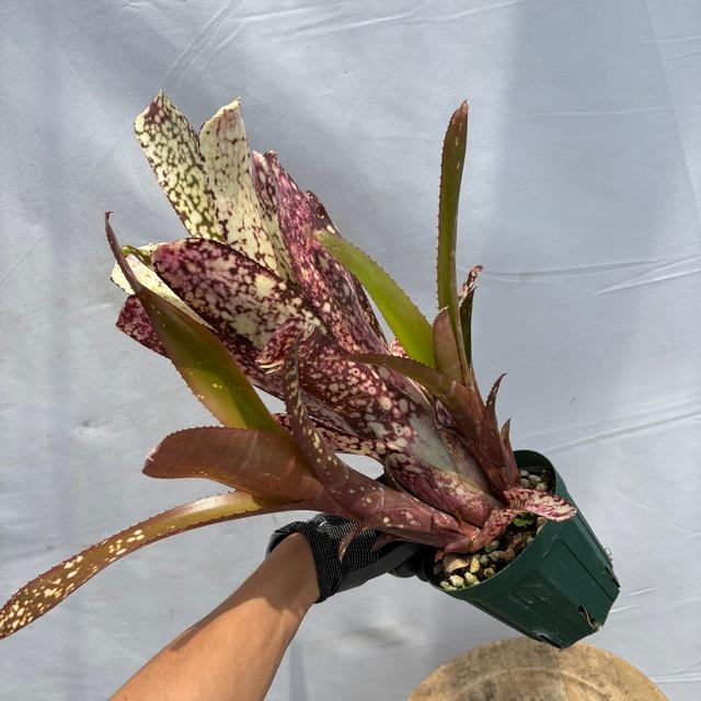ビルベルギア タルボット 子株付き Billbergia Talbot Evita 子株付き
