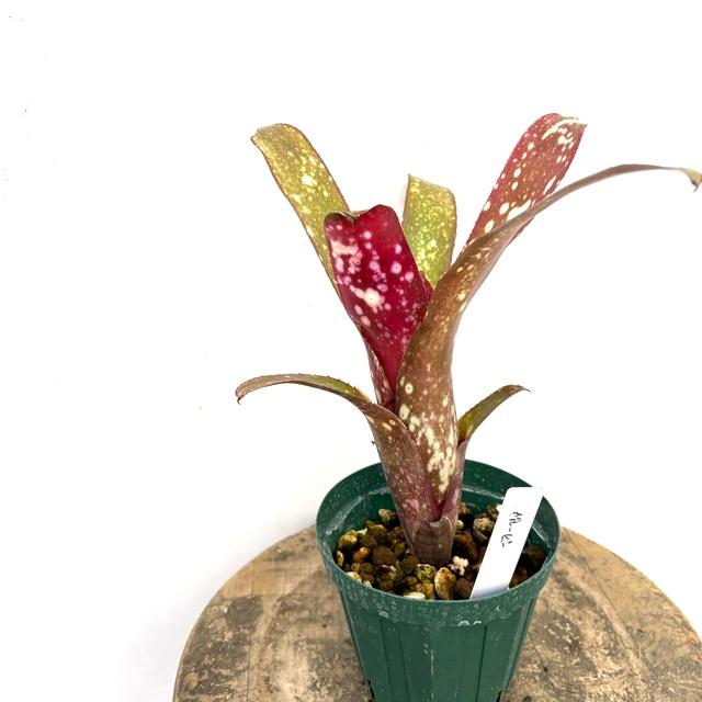 現品) ビルベルギア 'グルービー' (No.62333) (観葉植物 おしゃれ