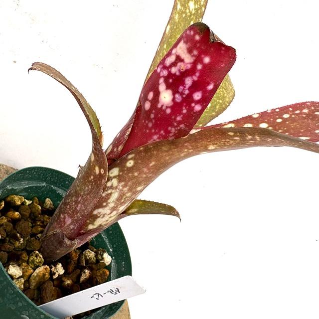 現品) ビルベルギア 'グルービー' (No.62333) (観葉植物 おしゃれ