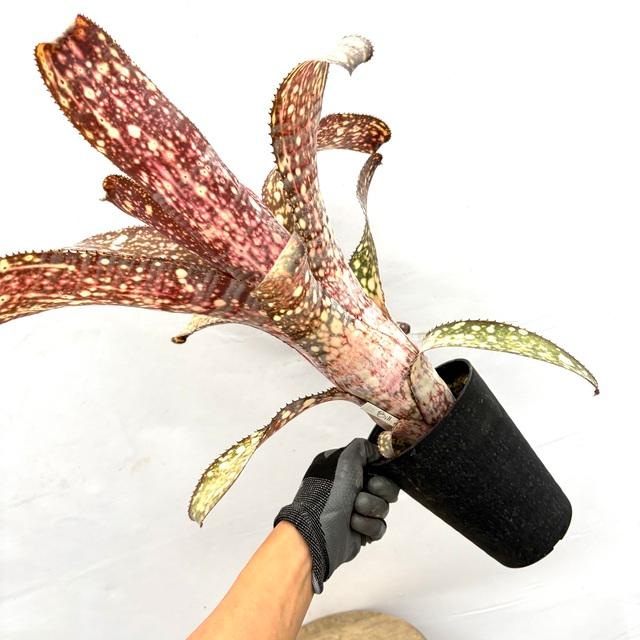 現品) ビルベルギア 'アリベラ' (No.62335) (観葉植物 おしゃれ 壁掛け