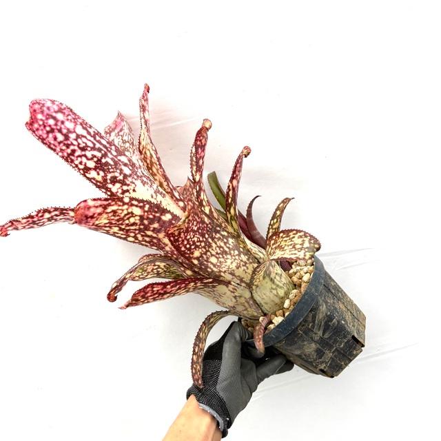 ビルベルギア アリベラ 楽天市場】(現品) ビルベルギア 'アリベラ' (No.62335) (観葉植物