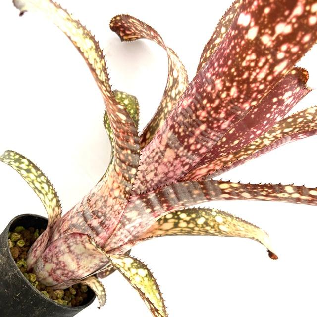 現品) ビルベルギア 'アリベラ' (No.62335) (観葉植物 おしゃれ 壁掛け