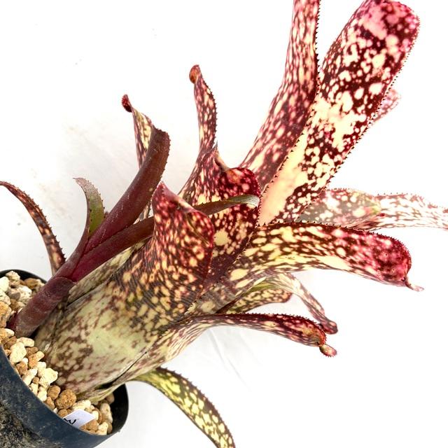 ビルベルギア アリベラ 現品) ビルベルギア 'アリベラ' (No.62335) (観葉植物 おしゃれ 壁掛け