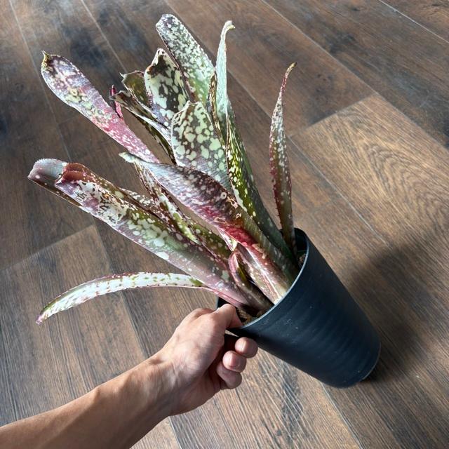 現品) ビルベルギア 'ノベナ' (No.62344) (観葉植物 おしゃれ 壁掛け