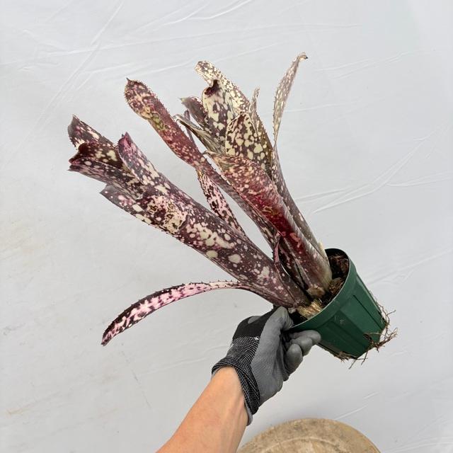 現品) ビルベルギア 'ノベナ' (No.62344) (観葉植物 おしゃれ 壁掛け