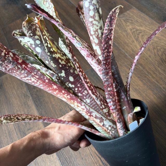 現品) ビルベルギア 'ノベナ' (No.62344) (観葉植物 おしゃれ 壁掛け