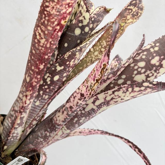 現品) ビルベルギア 'ノベナ' (No.62344) (観葉植物 おしゃれ 壁掛け