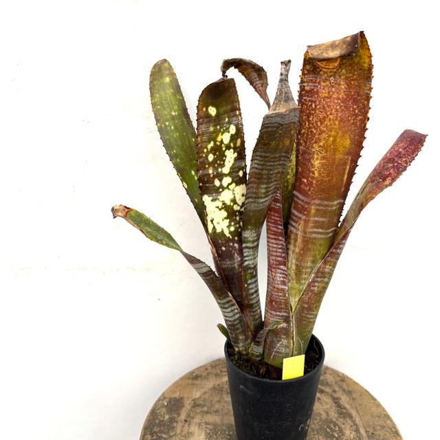 現品) ビルベルギア 'ユーチューブ' (No.62347) (観葉植物 おしゃれ