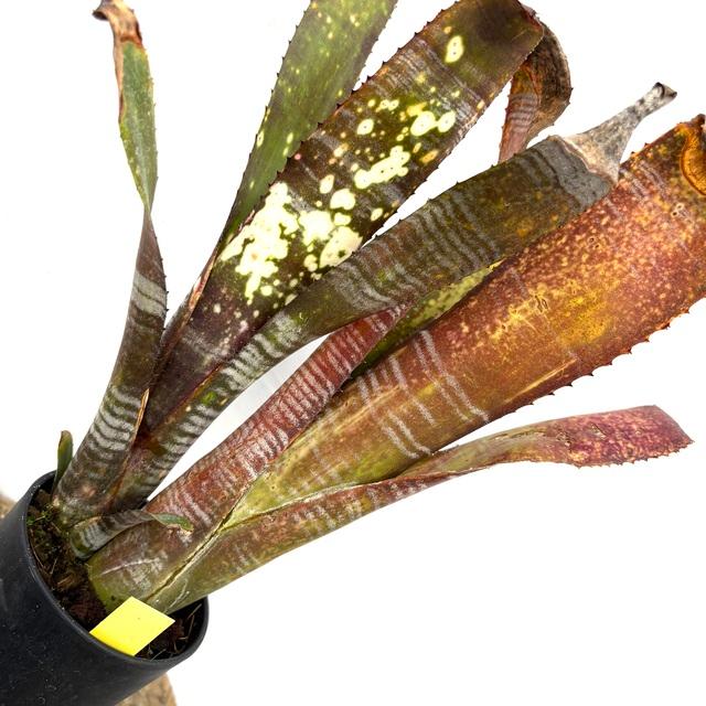 現品) ビルベルギア 'ユーチューブ' (No.62347) (観葉植物 おしゃれ