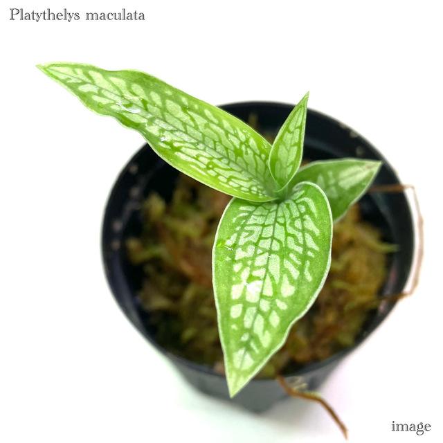 プラティセリス マクラータ (ジュエルオーキッド 宝石蘭 観葉植物 熱帯