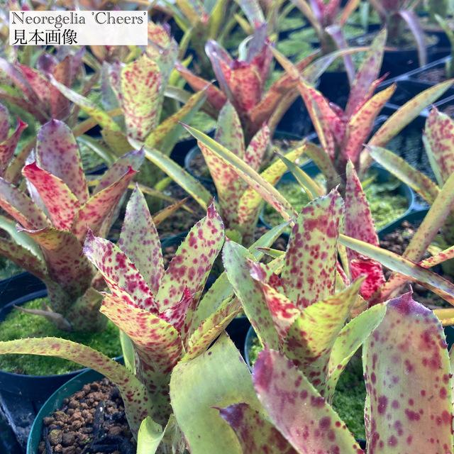 ネオレゲリア 'チアーズ' カット苗 (観葉植物 おしゃれ 壁掛け