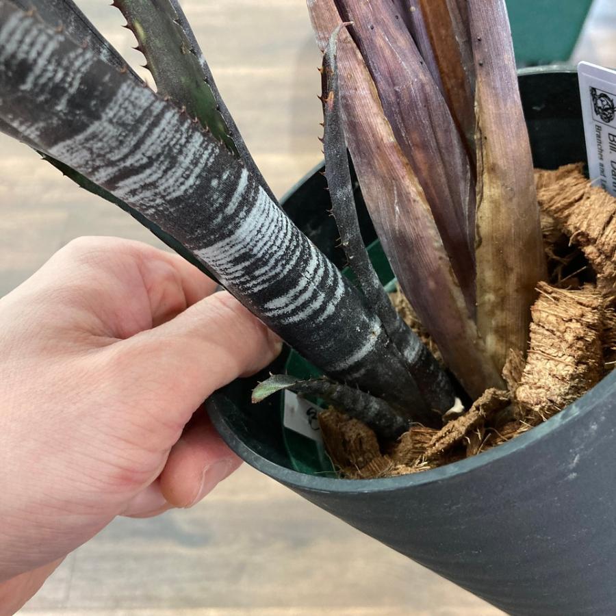 現品) ビルベルギア 'ダースベイダー' (No.62360) (観葉植物 おしゃれ