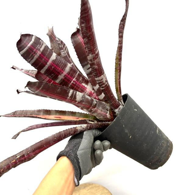 現品) エクメア 'ロベルトメネスカル' (No.62365) (観葉植物 おしゃれ