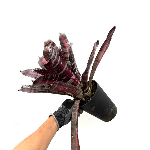 現品) エクメア 'ロベルトメネスカル' (No.62365) (観葉植物 おしゃれ