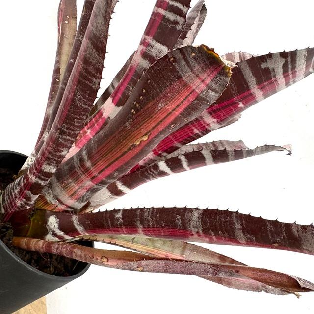 現品) エクメア 'ロベルトメネスカル' (No.62365) (観葉植物 おしゃれ