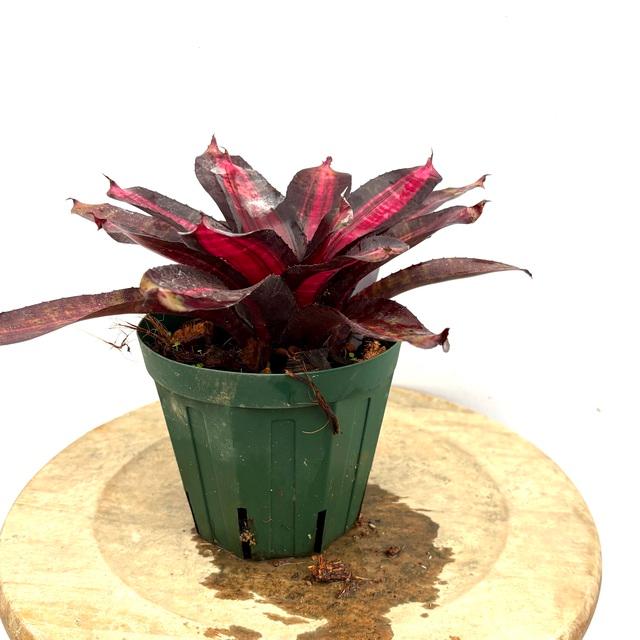 現品) ネオレゲリア 'プレッシャー' (No.62373) (観葉植物 おしゃれ