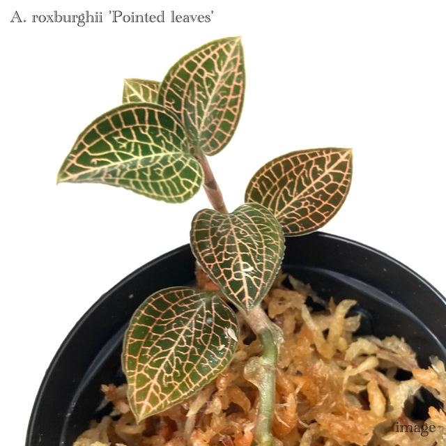 アネクトキルス ロクスバーギー 'ポインテッドリーブス' (ジュエル