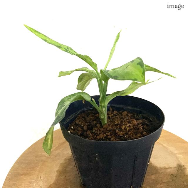 アグラオネマ ピクタム トリカラー 'スタースポット' (観葉植物 熱帯