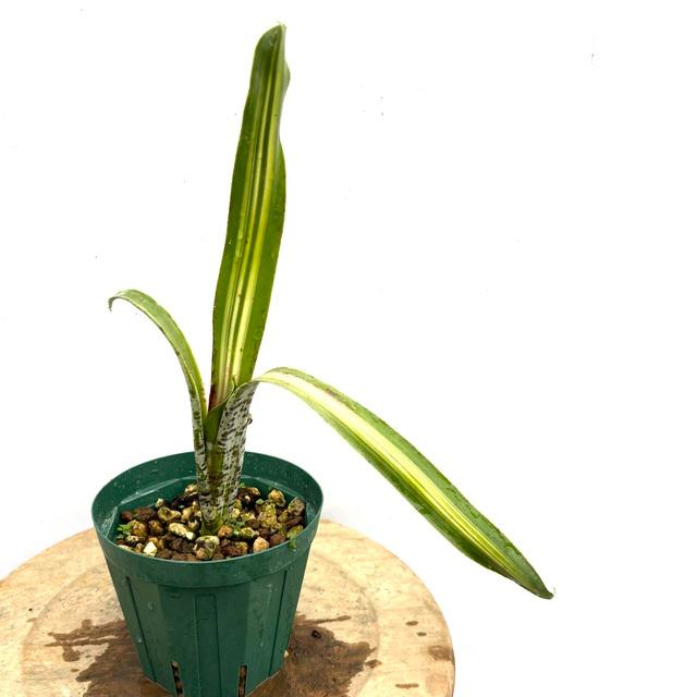 ケスネリア　ティムプローマン　ラファエル　オリベイラ　鉢ごと 現品) ケスネリア 'ラファエルオリベイラ' (No.62395) (観葉植物