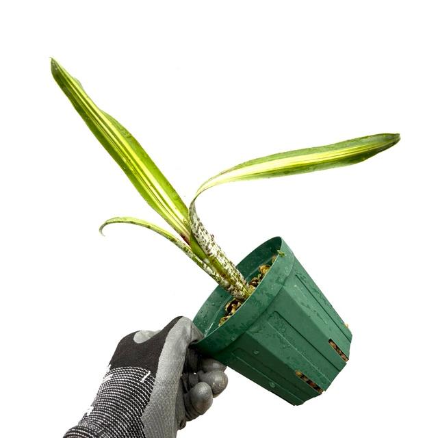 現品) ケスネリア 'ラファエルオリベイラ' (No.62395) (観葉植物