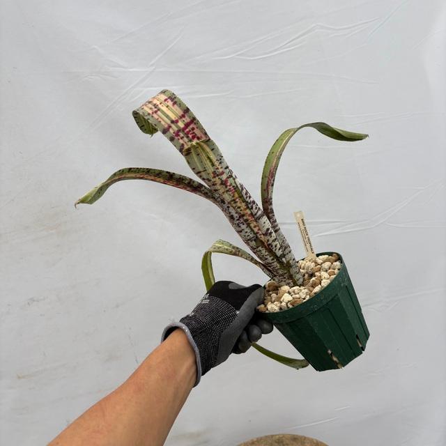 現品) ケスネリア 'ラファエルオリベイラ' (No.62395) (観葉植物