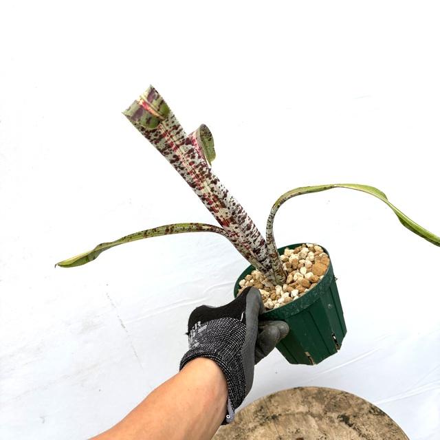 現品) ケスネリア 'ラファエルオリベイラ' (No.62395) (観葉植物