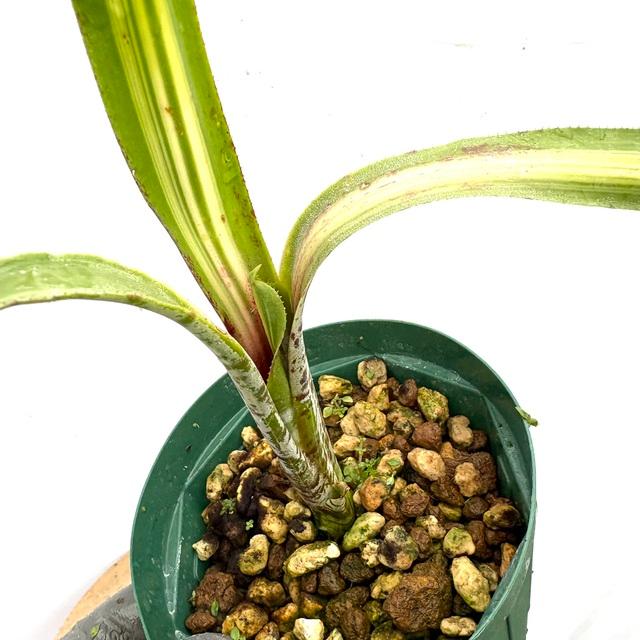 現品) ケスネリア 'ラファエルオリベイラ' (No.62395) (観葉植物