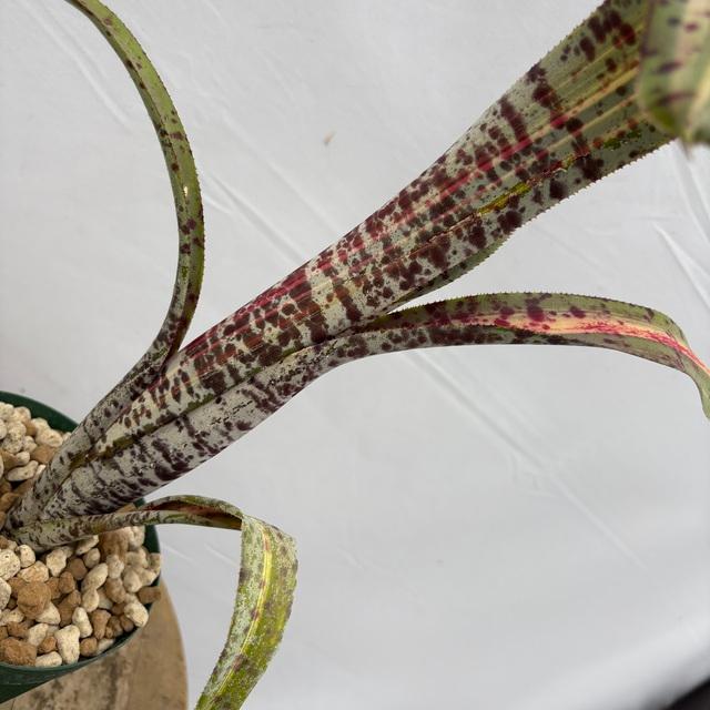現品) ケスネリア 'ラファエルオリベイラ' (No.62395) (観葉植物