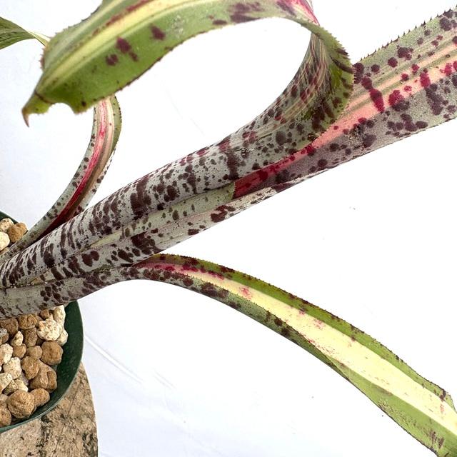 現品) ケスネリア 'ラファエルオリベイラ' (No.62395) (観葉植物