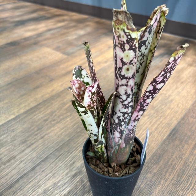 現品) ビルベルギア 'ムーランルージュ' (No.62407) (観葉植物