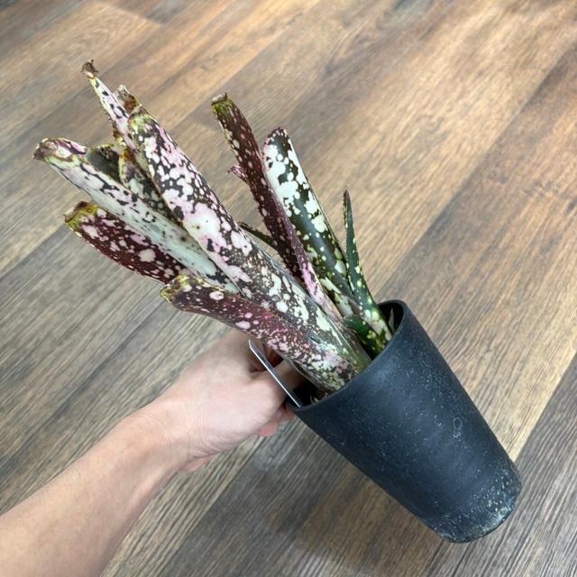 現品) ビルベルギア 'ムーランルージュ' (No.62407) (観葉植物