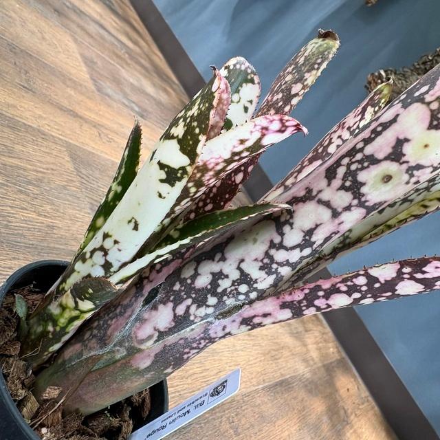 ブロメリア・エアープランツ Billbergia Moulin Rouge 現品) ビルベルギア 'ムーランルージュ' (No.62407) (観葉植物