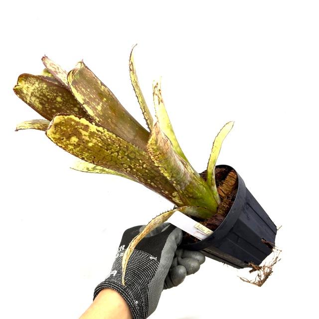 現品) ビルベルギア 'コーランイエロームーン' (No.62409) (観葉植物