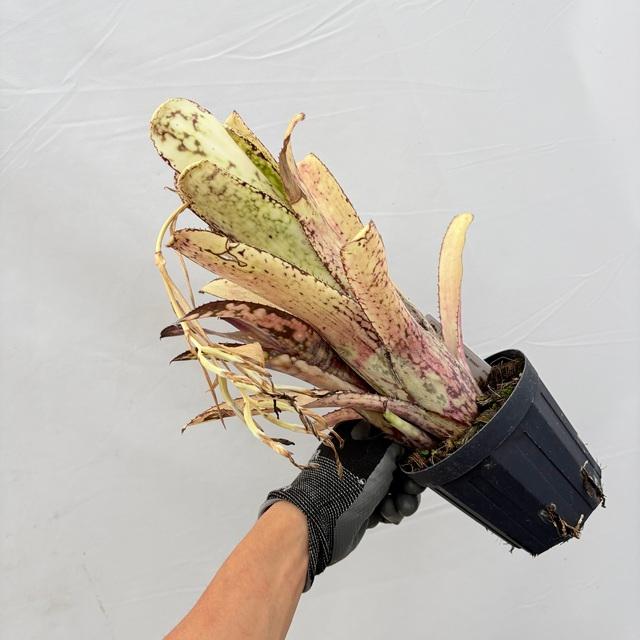現品) ビルベルギア 'コーランイエロームーン' (No.62409) (観葉植物