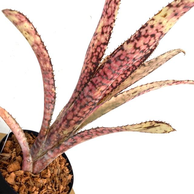 ビルベルギア John Hervy Friend ビルベルギア John Hervy Friend 子株