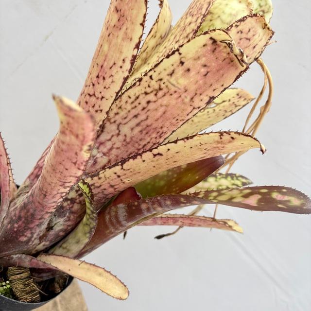 現品) ビルベルギア 'コーランイエロームーン' (No.62409) (観葉植物