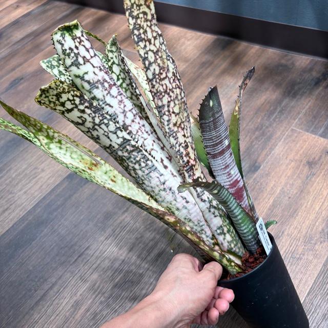 現品) ビルベルギア 'カルサイト' (No.62410) (観葉植物 おしゃれ