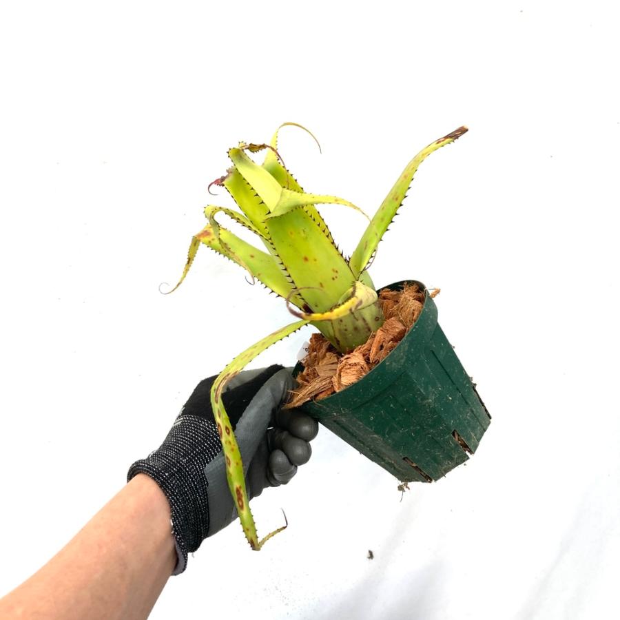現品) エクメア トリアングラリス (No.62451) (観葉植物 おしゃれ