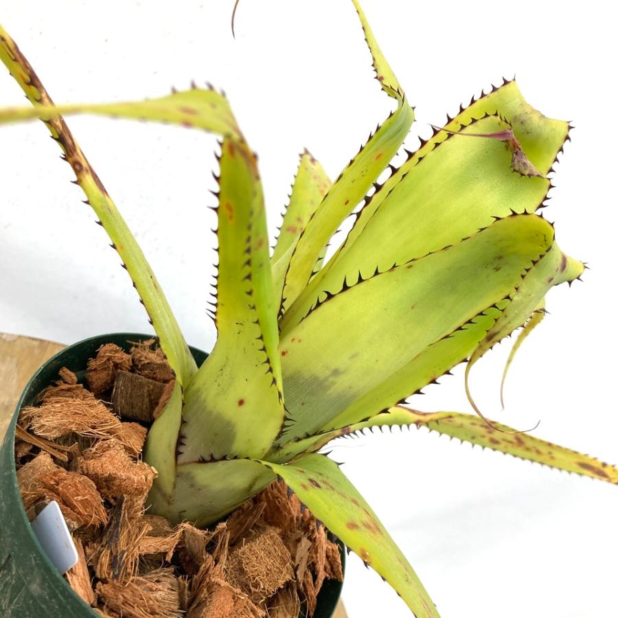 現品) エクメア トリアングラリス (No.62451) (観葉植物 おしゃれ
