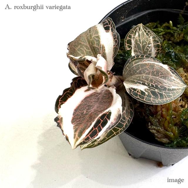 大き目!!Anoectochilus sp. 斑入りジュエルオーキッド 宝石蘭 大き目!!Anoectochilus sp. 斑入りジュエルオーキッド 宝石蘭 大き目