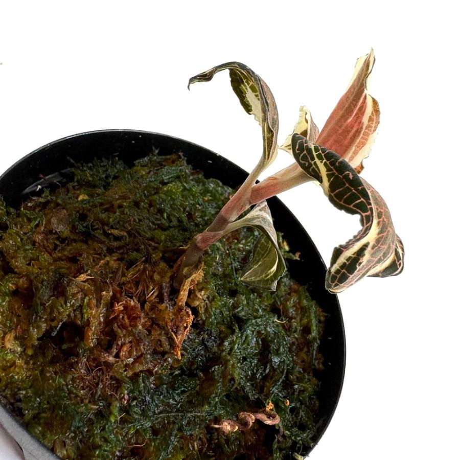 (現品) アネクトキルス ロクスバーギー バリエガータ (No.62454) (ジュエルオーキッド 宝石蘭 観葉植物 ...